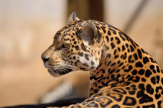 Jaguar, Panthera onca, the third-largest feline after the tiger and the lion