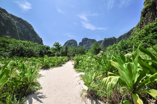 Jungle of Maya bay in Phi-Phi island, Krabi west Thailand , Asia.