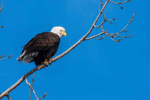 American Bald Eagle perched in a tree