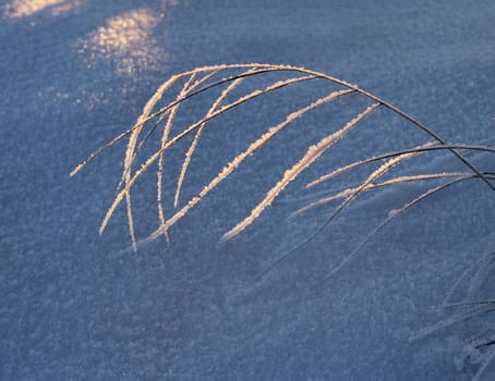 Frozen reed on snow, cold winter season concept