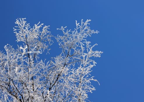 Frozen tree branches against clear blue winter sky