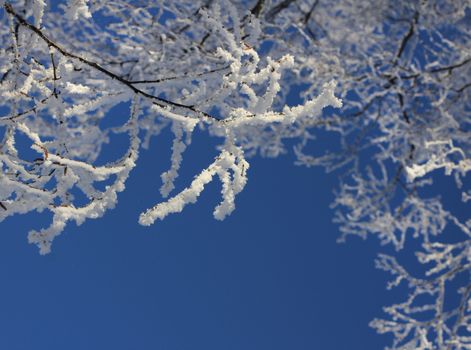 Frozen tree branches against clear blue winter sky