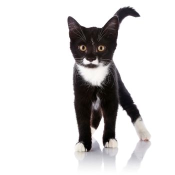 Black and white kitten. Curious kitten. Kitten on a white background. Small predator.