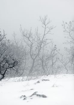 Foggy, freezing winter weather in the forest