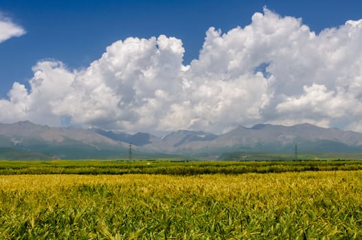 The highland barley before harvest in tibetan plateau.