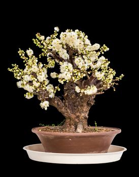 Plum blossom blooms in a green house of Beijing on cold winter.