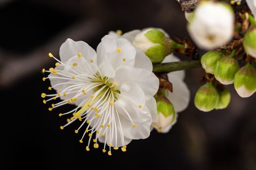 Plum blossom blooms in a green house of Beijing on cold winter.