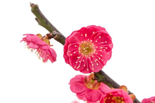 Pink Plum blossom blooms in a green house of Beijing on cold winter.