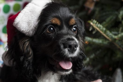 a cute Cocker Spaniel in front of a christmas tree with a santa hat