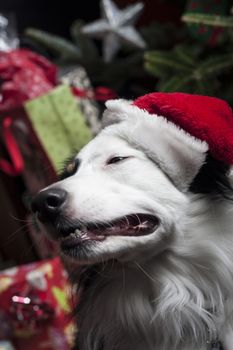 a cute Australian Shepherd in front of a christmas tree with a santa hat