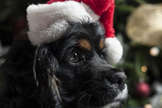 a cute Cocker Spaniel in front of a christmas tree with a santa hat