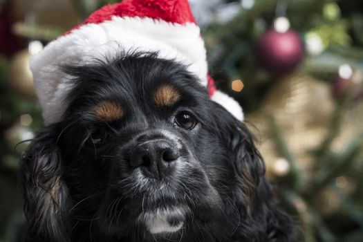 a cute Cocker Spaniel in front of a christmas tree with a santa hat