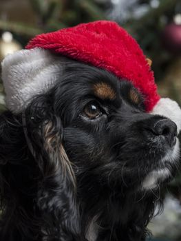 a cute Cocker Spaniel in front of a christmas tree with a santa hat