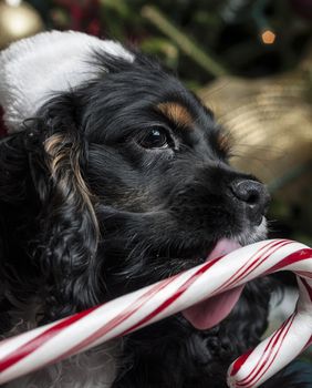 a cute Cocker Spaniel in front of a christmas tree with a santa hat