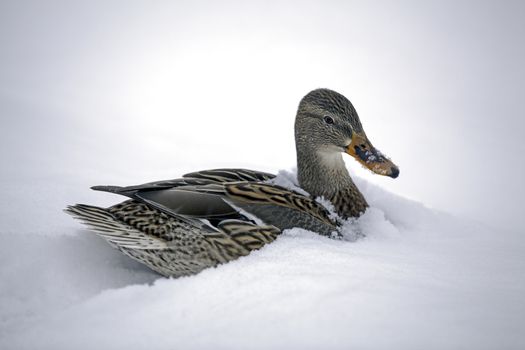Mallards are very common, but they are beautiful birds never the less