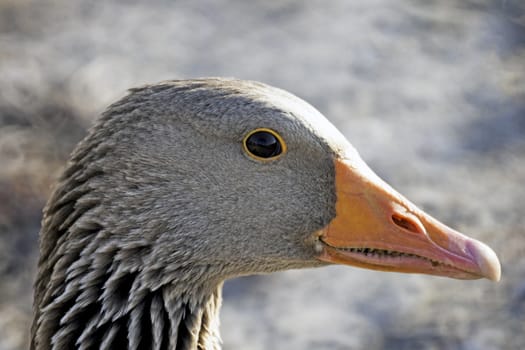 The Greylag is the largest and bulkiest of the grey geese