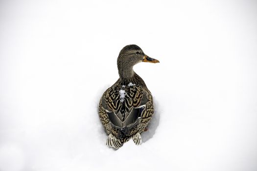 Mallards are very common, but they are beautiful birds never the less