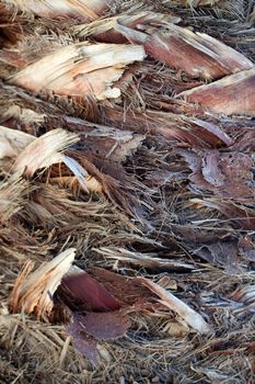 Tree Bark - Wood Trunk