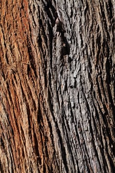 Tree Bark - Wood Trunk