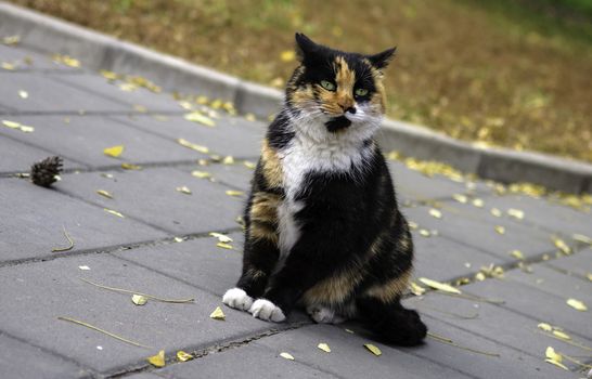 A stray cat in Ditan temple of Beijing, China.