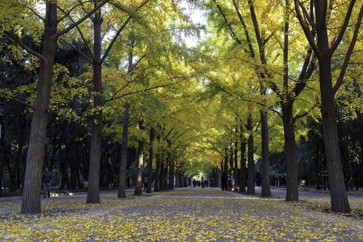 The road of ginkgo trees in Ditan of Beijing, China