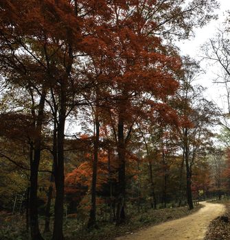 The red autumnal leaves of Changbai mountain in Jilin province of China.