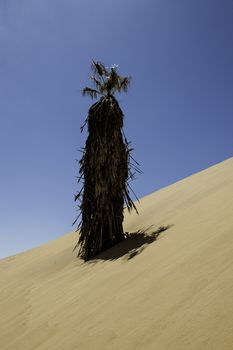 A palm tree in the Namib Desert.