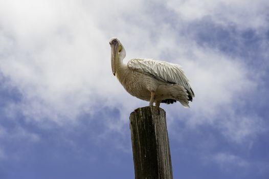 A Pelican in Walvis Bay of Namibia.