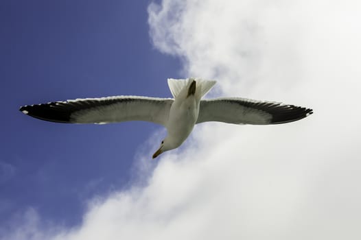 A flying seagull in the Walvis Bay of Namibiya.