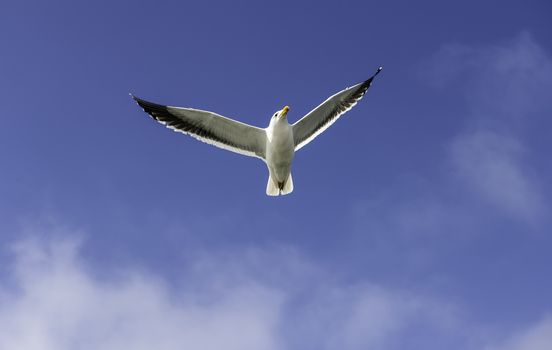 The flying seagull in Walvis Bay of Namibia.