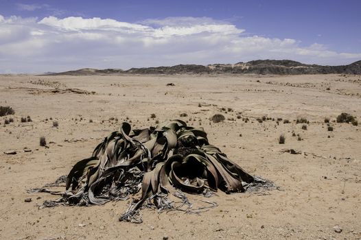 A splendid example of Welwitschia is estimated to be more than 1500 years old in Namib Desert.