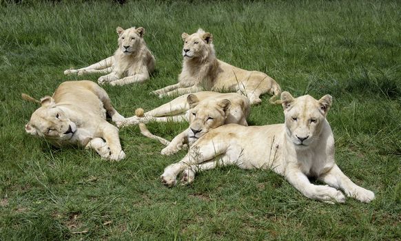 The lion baby in South Africa.