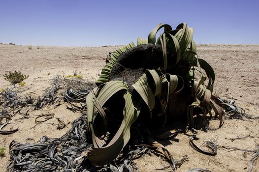 A splendid example of Welwitschia is estimated to be more than 1500 years old in Namib Desert.