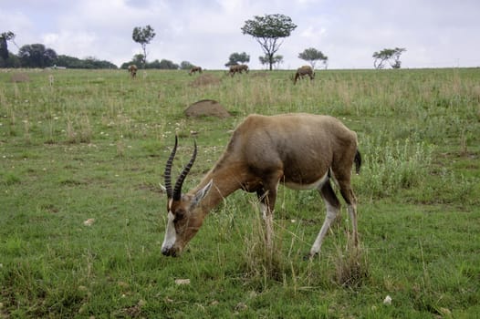 The antelopes in South Africa.