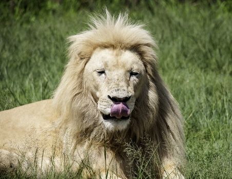 The lion king in South Africa.