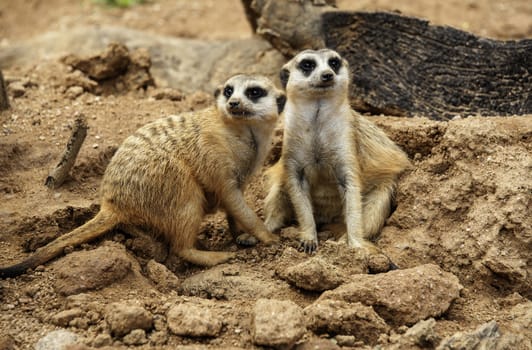 The meerkat in South Africa.