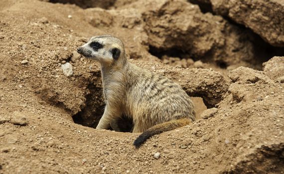 The meerkat in South Africa.