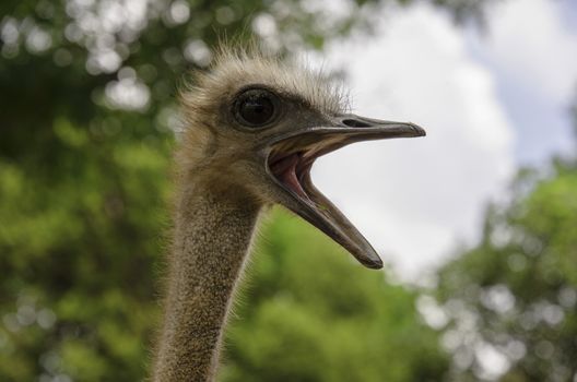 The ostrich in South Africa.