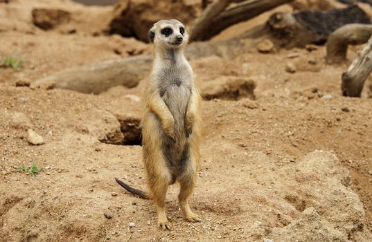 The meerkat in South Africa.
