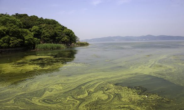 The polluted water of Taihu lake by cyanobacteria bloom in Jiangsu province of China.