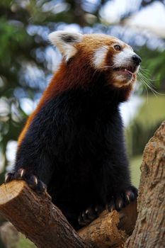 Portrait of a Red Panda sitting on a branch