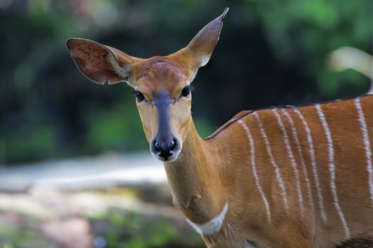 African Antelopes in the South African wilderness