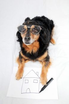 One Female Old Black Dog Drawing on a White Paper