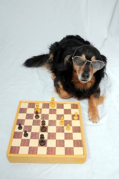 One Smart Black Dog Playing Chess on a White Background
