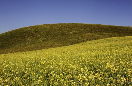 The cole flowers under the sunshine on the mountain in Qinghai province of China.