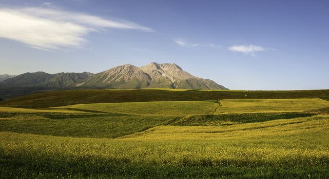 The cole flowers under the sunshine on the mountain in Qinghai province of China.