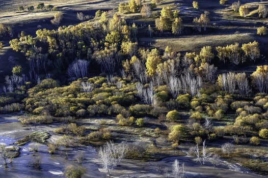 The morning Bashang prairie of Inner Mongolia.