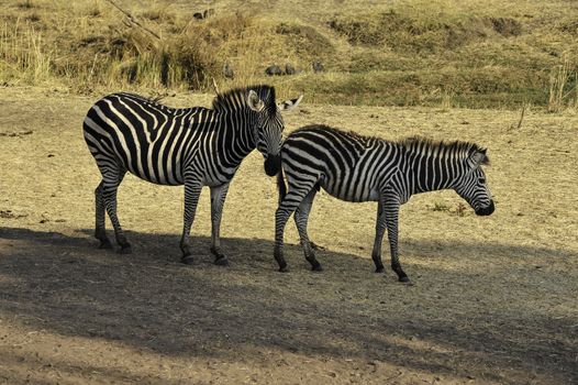 Zebras in Hwange National Park of Victoria Falls city, Zimbabwe