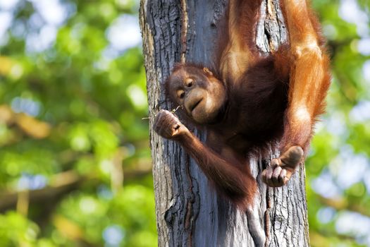 Orangutan in the jungle of Borneo, Malaysia