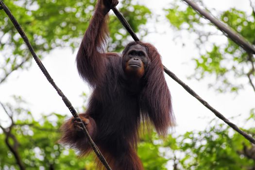 Orangutan in the jungle of Borneo, Malaysia